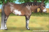 Horse Color:Buckskin Sabino Frame Rabicano