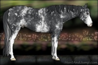 Horse Color:White Spotted Black