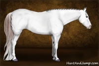 Horse Color:Bay Appaloosa Rabicano 
