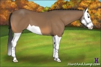 Horse Color:Buckskin Splash 