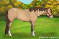 Horse Color:Amber Champagne