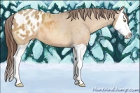Horse Color:Amber Champagne Splash Appaloosa 