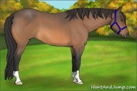 Horse Color:Buckskin Roan 