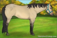 Horse Color:Buckskin Dun 