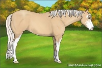 Horse Color:Silver Amber Cream Champagne Sabino 