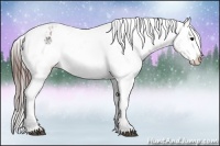 Horse Color:Bay Roan Appaloosa 