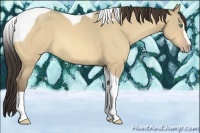 Horse Color:Amber Cream Champagne Dun Sabino Tobiano 