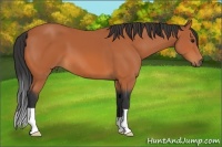 Horse Color:Bay 