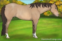 Horse Color:Amber Champagne Roan Rabicano 