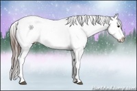 Horse Color:Bay Roan Appaloosa 