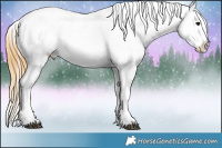 Horse Color:Buckskin Roan Appaloosa 