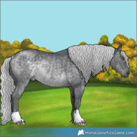 Horse Color:Silver Black Chinchilla Rabicano 