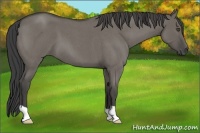 Horse Color:Smoky Grullo Roan 