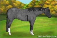 Horse Color:Blue Roan