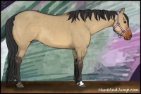 Horse Color:Bay Dun Sabino 
