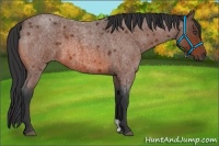 Horse Color:Bay Roan 