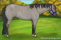 Horse Color:Smoky Grullo Roan 