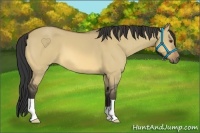 Horse Color:Buckskin Dun 