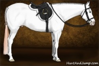 Horse Color:Amber Champagne Dun Appaloosa 