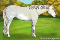 Horse Color:White Spotted Perlino Ice Splash Frame 