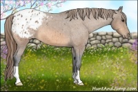 Horse Color:Buckskin Roan Appaloosa
