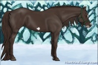 Horse Color:Liver Chestnut Frame 