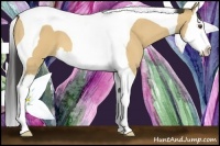 Horse Color:Buckskin Dun Splash Tobiano 