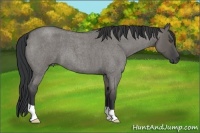 Horse Color:Grullo Roan 
