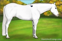 Horse Color:Silver Black Appaloosa 