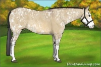 Horse Color:Bay Ice Dun Sabino 