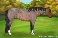 Horse Color:Bay Roan 
