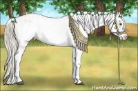 Horse Color:White Spotted Palomino Dun Appaloosa 