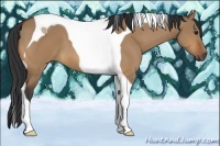 Horse Color:Bay Dun Tobiano 