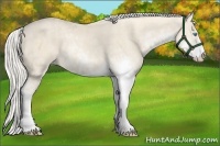 Horse Color:Cremello Sabino  Brindle