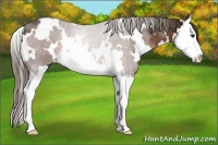 Horse Color:White Spotted Liver Chestnut Splash 
