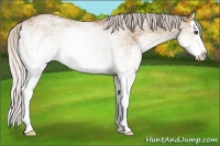 Horse Color:White Spotted Silver Bay Dun Splash 