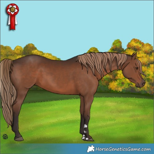 Horse Color:Liver Chestnut 