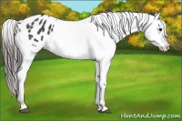 Horse Color:Black Appaloosa  Brindle