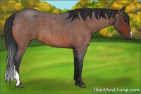 Horse Color:Bay Roan 