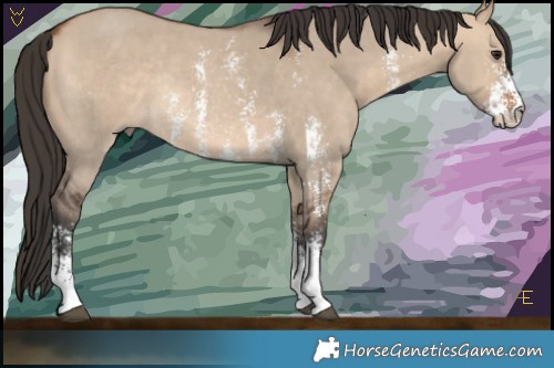 Horse Color:Bay Dun Sabino Rabicano 