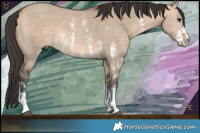 Horse Color:Bay Dun Sabino Rabicano