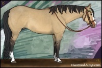 Horse Color:Bay Dun Sabino Rabicano 