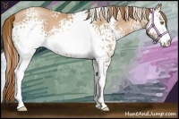 Horse Color:White Spotted Chestnut Pearl