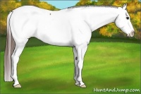 Horse Color:White Spotted Bay Appaloosa 