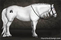 Horse Color:Palomino Chinchilla