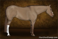 Horse Color:Liver Red Dun