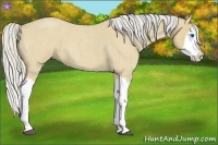 Horse Color:Silver Buckskin Roan Splash 