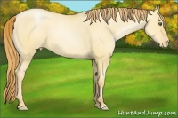 Horse Color:Gold Champagne Pearl Dun Appaloosa Rabicano