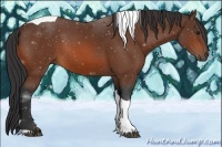 Horse Color:Bay Tobiano 