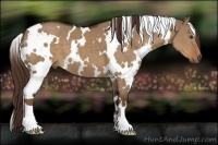 Horse Color:White Spotted Liver Red Dun